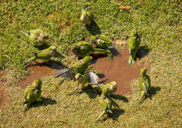 Image Green Parrots Swimming Puddle Walking Green Grass Rome Italy — Stock Photo, Image