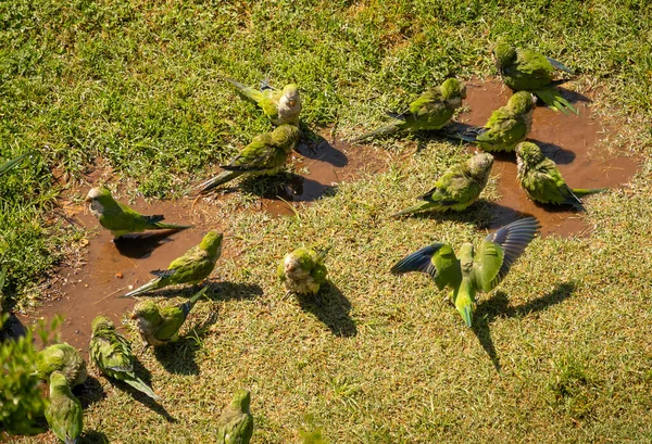 Image of green parrots swimming in a puddle and walking on green grass, Rome, Italy