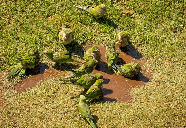 Image Green Parrots Swimming Puddle Walking Green Grass Rome Italy — Stock Photo, Image