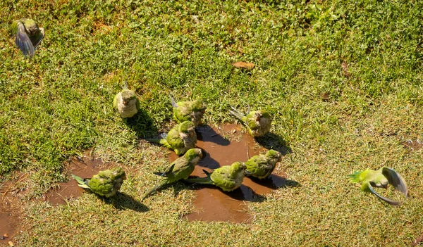 Immagine Pappagalli Verdi Che Nuotano Una Pozzanghera Camminano Sull Erba — Foto Stock