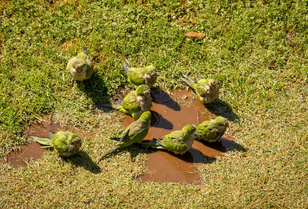 Image of green parrots swimming in a puddle and walking on green grass, Rome, Italy