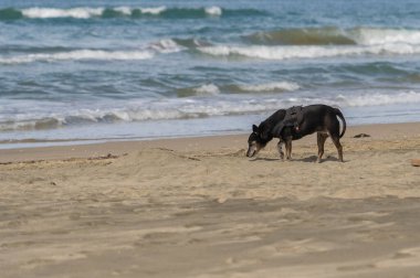 İtalya 'nın Latin bölgesindeki Bufalara plajındaki küçük siyah köpek resmi