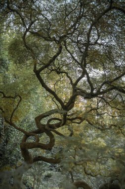 İtalya 'nın Latin bölgesindeki Nymph Gardens' ta kavisli, çatallı Japon tarzı bir sandık.