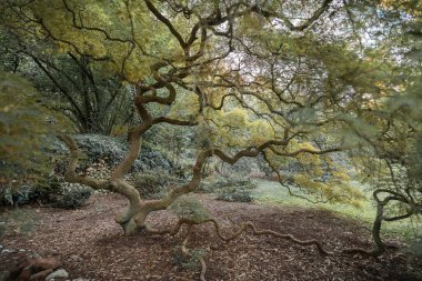 İtalya 'nın Latin bölgesindeki Nymph Gardens' ta kavisli, çatallı Japon tarzı bir sandık.