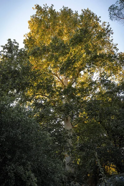 Imagem Árvores Galhos Retroiluminados Pôr Sol Província Latina Itália — Fotografia de Stock