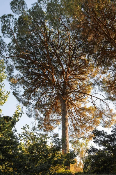 Immagine Alberi Rami Retroilluminati Tramonto Provincia Latina Italia — Foto Stock