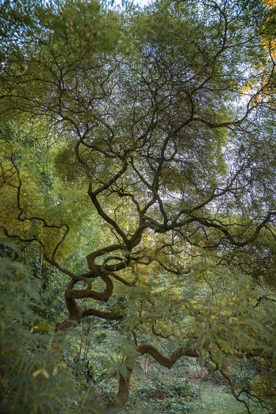 Immagine Albero Con Tronco Curvo Biforcuta Stile Giapponese Nei Giardini — Foto Stock