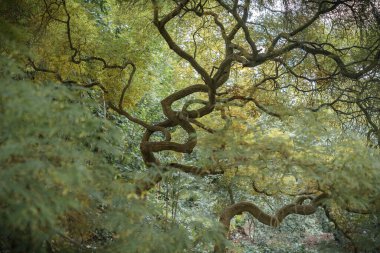 İtalya 'nın Latin bölgesindeki Nymph Gardens' ta kavisli, çatallı Japon tarzı bir sandık.