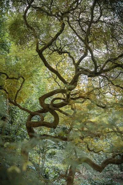 Immagine Albero Con Tronco Curvo Biforcuta Stile Giapponese Nei Giardini — Foto Stock