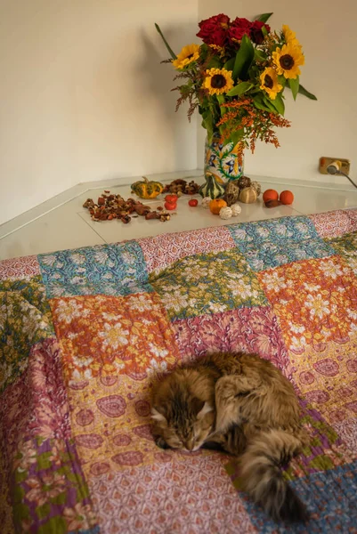 Podzimní Kytice Slunečnicemi Růžemi Miniaturními Dýněmi Kolem Spící Kočkou Itálii — Stock fotografie