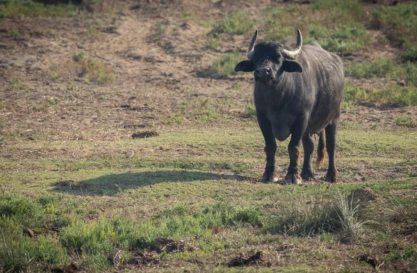 Sahadaki Büyük Siyah Bufalo Görüntüsü Bufalara Talya — Stok fotoğraf
