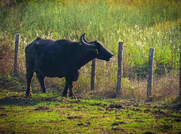 Image Grand Buffle Noir Sur Terrain Bufalara Italie — Photo