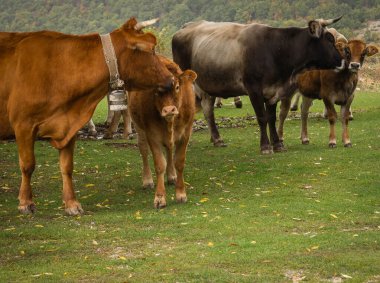 İtalya 'nın Abruzzo dağlarındaki bir otlaktaki kırmızı ve beyaz ineklerin görüntüsü (seçici odak noktası)