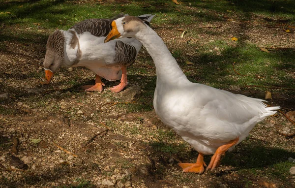 イタリアのスカンノの日当たりの良い草原を歩く白と灰色のガチョウ — ストック写真