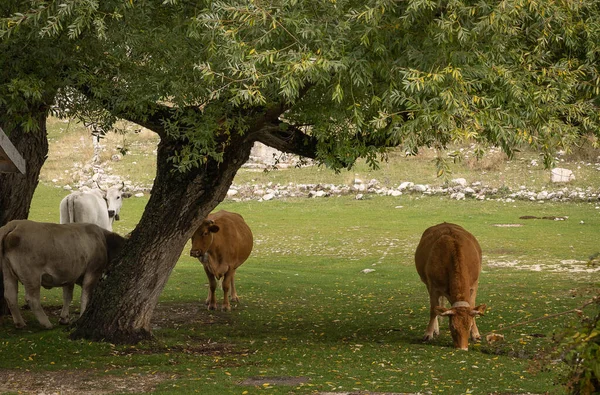 Imagem Vacas Vermelhas Brancas Pasto Nas Montanhas Abruzzo Itália Foco — Fotografia de Stock