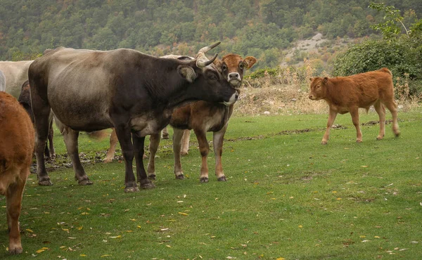 Beeld Van Rode Witte Koeien Een Weiland Het Abruzzen Gebergte — Stockfoto