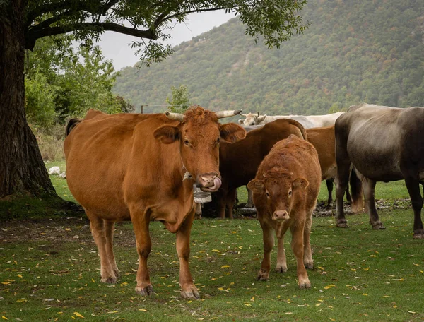 Εικόνα Κόκκινων Και Λευκών Αγελάδων Βοσκότοπο Στα Βουνά Αμπρούτσο Της — Φωτογραφία Αρχείου