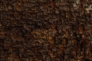 makro doku çam arka plan