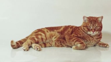 Beyaz arka planda kameraya bakarak yalan zencefil kedi