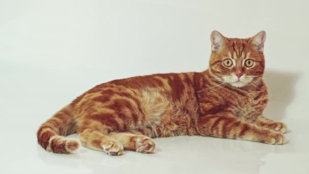 Carino gatto rosso sdraiato isolato su sfondo bianco — Video Stock