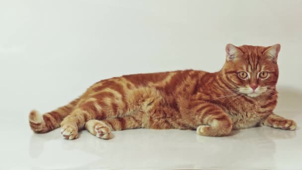 Ginger cat liggande på vit bakgrund tittar på kameran — Stockvideo