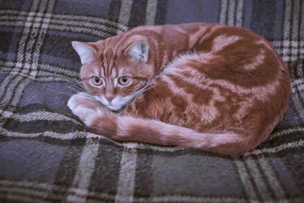 Red fluffy cat on the plaid blanket background — Stock Video