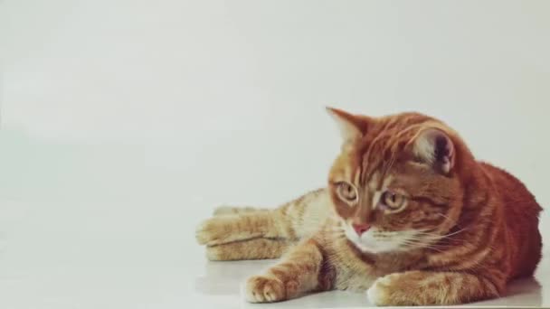 Niedliche rote Katze liegt isoliert auf weißem Hintergrund — Stockvideo