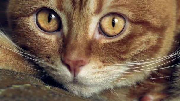 Adult Red Cat Looks Into The Camera With Large Yellow Eyes Super