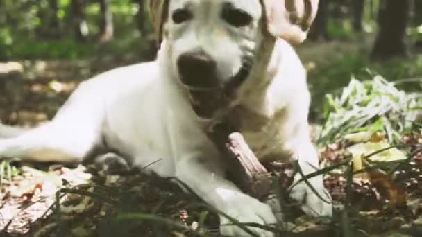 Smiling labrador retriever chewing stick in the forest — Stock Video