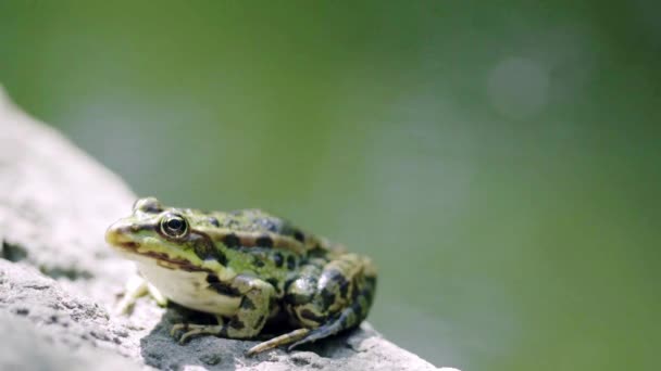 Groene kikker zittend op de rots — Stockvideo