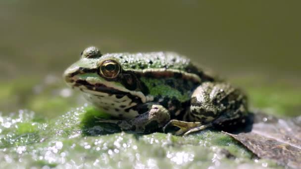 Grenouille verte assise sur le rocher et la feuille, gros plan — Video