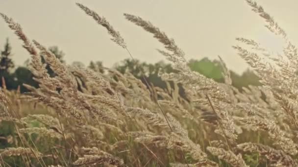Pomalé mávání sladké trávy při měkkém slunci. — Stock video