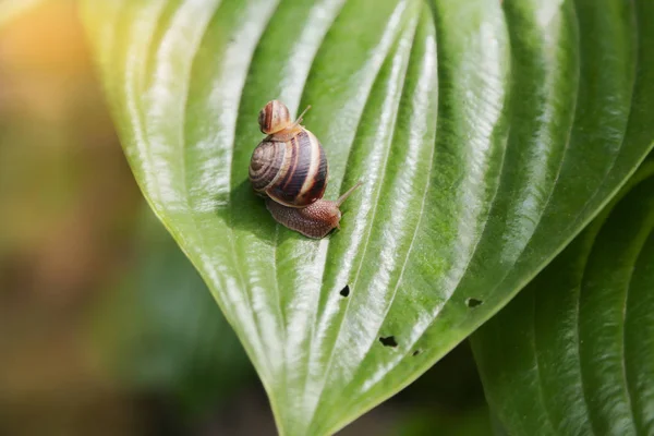 Caracóis de jardim sentados em folhas com buracos no jardim, comidos por pragas  . — Fotografia de Stock