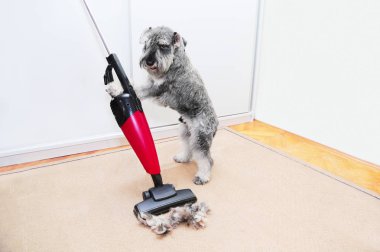 Komik schnauzer köpek bir elektrik süpürgesi kullanarak, halı, zemin üzerinde pet ceket yün saç topu. Evcil hayvan saç dökülmesi, temizlik