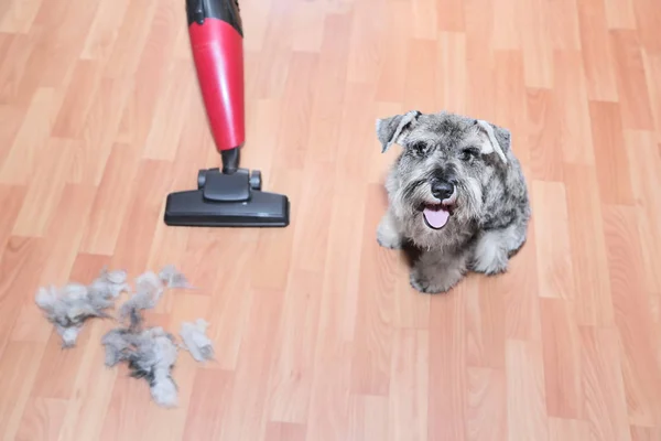 Vacuum cleaner, ball of wool hair of pet coat and schnauzer dog on the floor.   Shedding of pet hair, cleaning — Stock Photo, Image