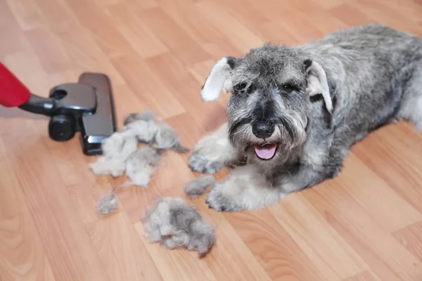 Vacuum cleaner, ball of wool hair of pet coat and schnauzer dog on the floor.   Shedding of pet hair, cleaning