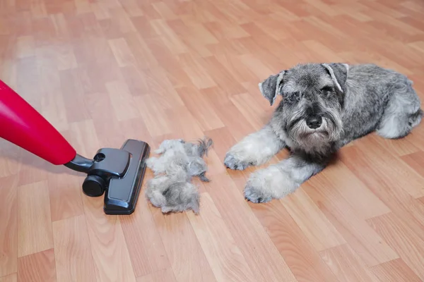 Aspirador de pó, bola de lã cabelo de casaco de estimação e schnauzer cão no chão. Desperdício de cabelo de estimação, limpeza — Fotografia de Stock