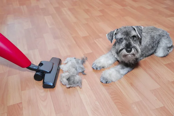 เครื่องดูดฝุ่นลูกขนสัตว์ของเสื้อโค้ทสัตว์เลี้ยงและสุนัข schnauzer บนพื้น เปลือยของผมสัตว์เลี้ยงทําความสะอาด — ภาพถ่ายสต็อก