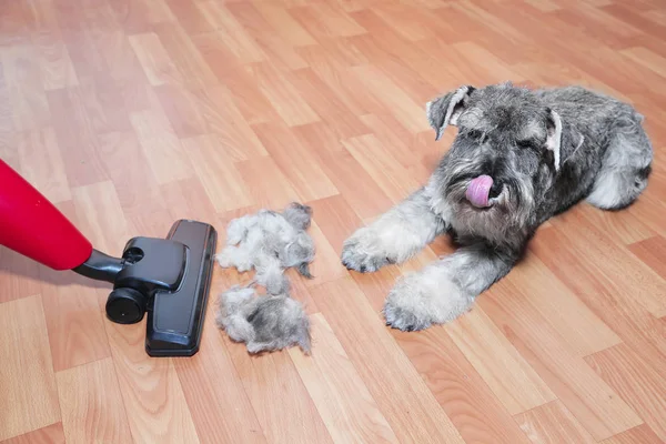 Vacuum cleaner, ball of wool hair of pet coat and schnauzer dog on the floor.   Shedding of pet hair, cleaning — Stock Photo, Image