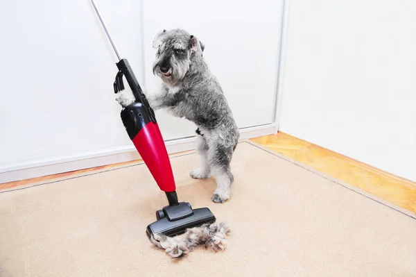 Funny schnauzer dog using a vacuum cleaner, ball of wool hair of pet coat on the carpet, floor.   Shedding of pet hair, cleaning — Stock Photo, Image
