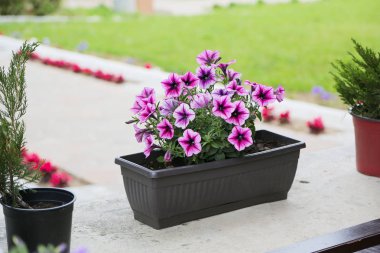 Petunyalar, renkli petunya çiçeği (Petunia hybrida). Çiçekler petunya arka plan dokusu, desen.