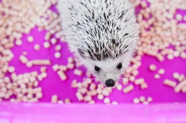 ahşap granüller ile kutusunda evcil hayvan Afrika pigme kirpi. Kirpi bakımı