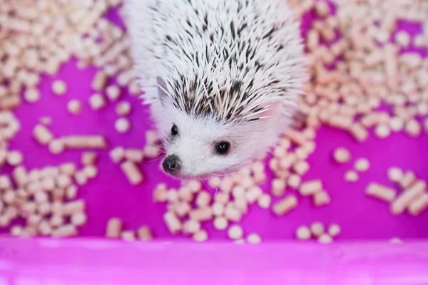 Hérisson pygmée africain pour animaux de compagnie en boîte avec granulés de bois. Soins d'un hérisson — Photo