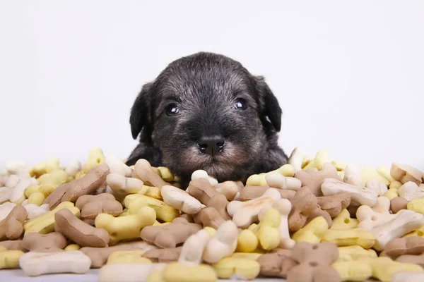 Hungry schnauzer puppy dog behind a big mound of food. Dog food biscuit bones. — Stock Photo, Image