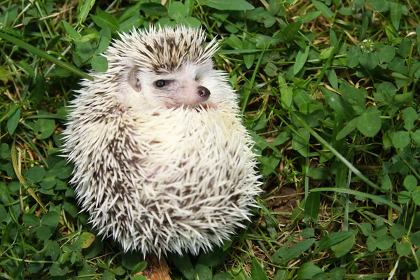 Afrikaanse pygmy egel — Stockfoto