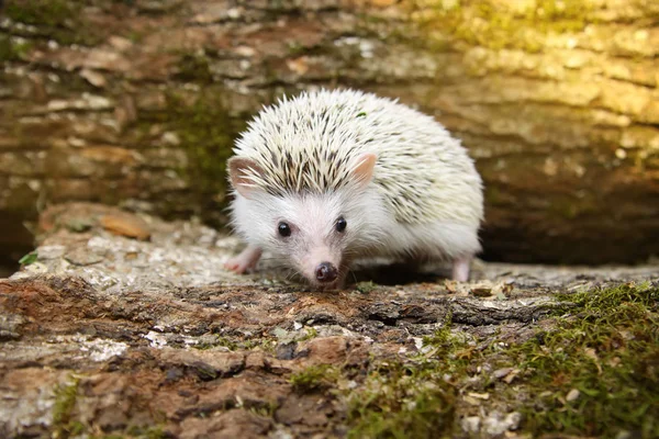 Porco-pigmeu africano Hedgehog — Fotografia de Stock