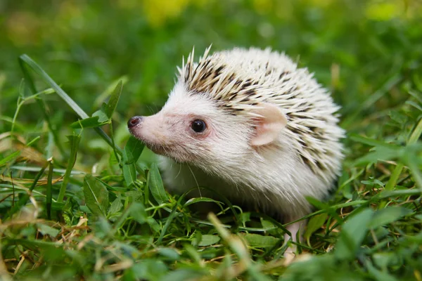 Porco-pigmeu africano Hedgehog — Fotografia de Stock