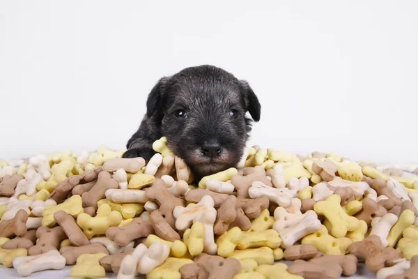 Hungry schnauzer puppy dog behind a big mound of food. Dog food biscuit bones. — Stock Photo, Image