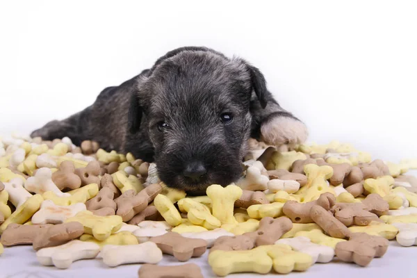 Hungry schnauzer puppy dog behind a big mound of food. Dog food biscuit bones. — Stock Photo, Image