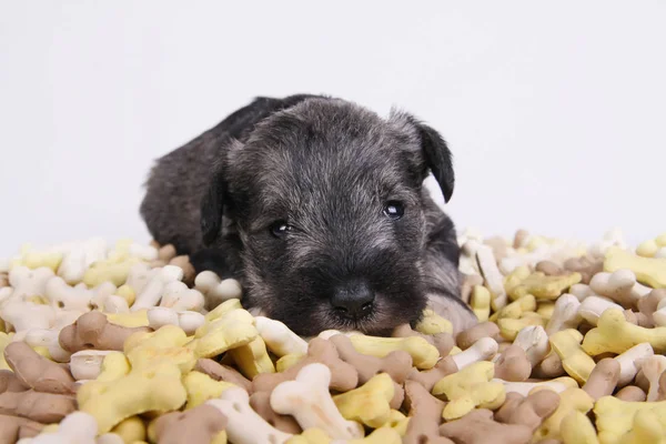 Hungry schnauzer puppy dog behind a big mound of food. Dog food biscuit bones. — Stock Photo, Image